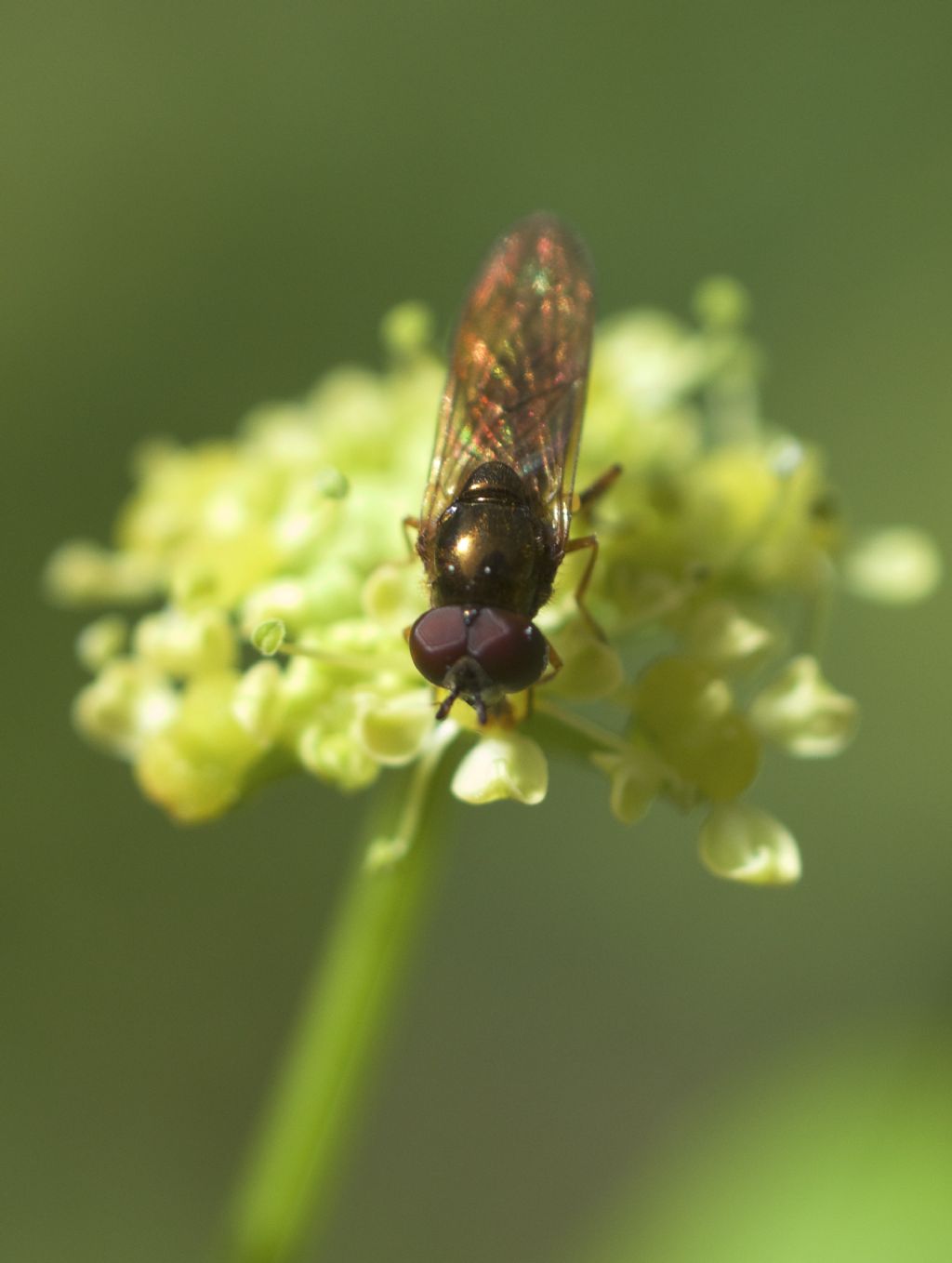 Chloromya sp. (Stratiomyidae)?   No, Melanostoma mellinum (Syrphidae), maschio